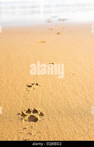 Frische Hundepfoten auf dem Sand. Hundestrand. Hundekonzept. Kopierbereich. Nahaufnahme. Vertikales Foto Stockfoto