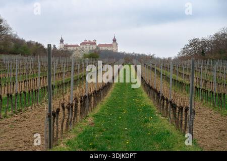 Frühlingsweinberg im Wachau-Tal, Österreich, mit Weinreihen, die zu einem historischen Schloss führen, das Landwirtschaft und Kulturlandschaft verbindet. Stockfoto