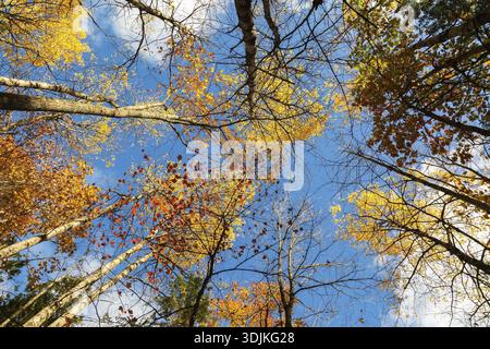 Niedriger Winkel von hohen, hinterleuchteten Halbsilhouetten zwischen Betula - Birke und Acer - Ahornbäumen im Wald im Herbst, Quebec, Kanada Stockfoto
