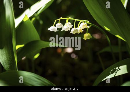 Lilie des Tales (Convallaria majalis) in Blüte, Sachsen, Deutschland Stockfoto