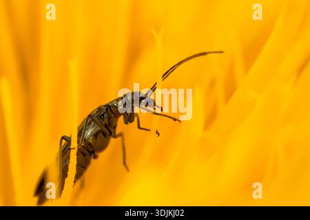 Blumenkäfer Oedemera lurida in einer Löwenzahnblüte, die sich vom Pollen ernährt Stockfoto