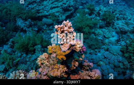 Eine vielfältige und farbenfrohe Unterwasserszene am Gordon Riff, Rotes Meer, mit Hart- und Weichkorallen. Die markante, mehrfarbige (orange/gelb) Stockfoto