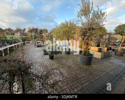 Reife Olivenbume in groen Behltern zum Verkauf in einem Gartencenter, im  Winterlicht im Freien Stockfotografie - Alamy