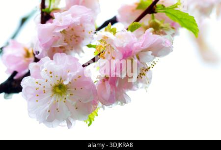 Zarte rosafarbene Kirschblüten isoliert auf weiß, mit Wassertropfen für Frische. Prunus serrulata in Blüte Stockfoto