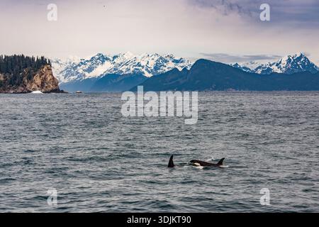Ein Paar Orcas, die in Alaska schwimmen, mit einer Bergkulisse Stockfoto