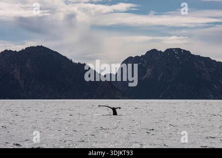 Ein Wal-fluke in Alaska mit einem Berg im Hintergrund Stockfoto