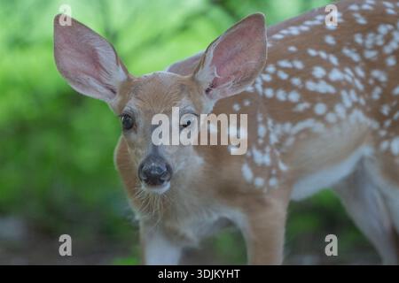 Nahaufnahme des Weißschwanzhirsches Odocoileus virginianus) im Wald. Stockfoto