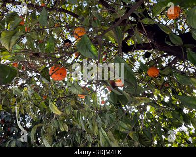 Bitterorange / Citrus aurantium. Sauerorange, Sevilla-Orangen-Früchte, die in Athen, Griechenland, angebaut werden. Natürlicher Hintergrund von Blättern und Zweigen. Stockfoto