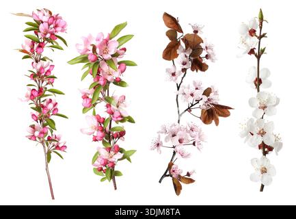 Frühlingsbaumzweige mit rosa Blüten isoliert auf weiß, gesetzt Stockfoto