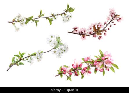 Frühlingsbaumzweige mit rosa Blüten isoliert auf weiß, gesetzt Stockfoto