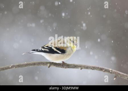 Amerikanischer Goldfink Carduelis tristis, der in einem Winterschneesturm auf einem Ast thront Stockfoto