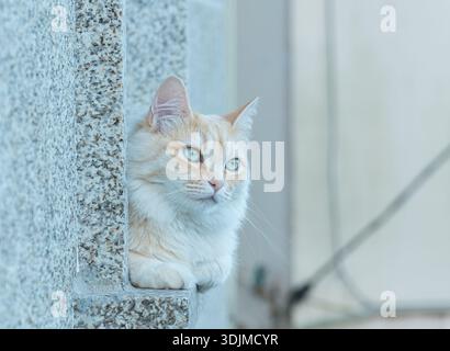 Nahaufnahme einer inländischen Ingwerkatze mit grünen Augen, die hinter einer Granitsteinmauer bei natürlichem Tageslicht blicken Stockfoto