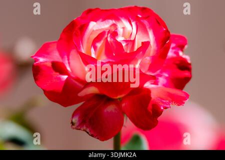 Die Double Delight Rose ist eine wunderschöne zweifarbige Hybrid-Teerose mit cremeweißen Blüten und leuchtenden karminroten Kanten. Wächst im Garten von Blayn Stockfoto