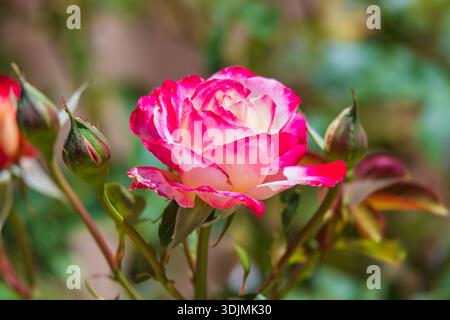 Die Double Delight Rose ist eine wunderschöne zweifarbige Hybrid-Teerose mit cremeweißen Blüten und leuchtenden karminroten Kanten. Wächst im Garten von Blayn Stockfoto