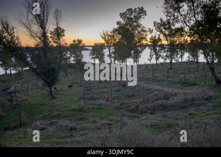 Goldener Sonnenuntergang über einer Seewiese mit Bäumen und weidenden Hirschen in friedlicher Landschaft mit Wasserhorizont und sanftem Abendlicht Stockfoto