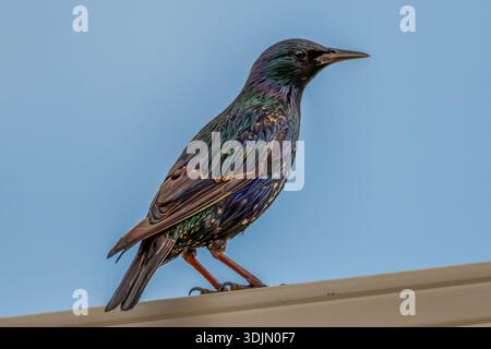 Ein gemeiner Starling thronte auf dem Zaun mit einem glänzend schillernden Glanz auf Federn und weißen Flecken in Blayney im Central West, NSW, Australien Stockfoto