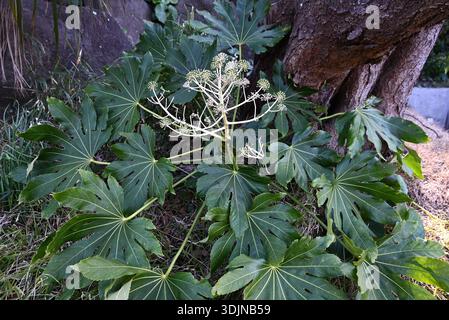 Japanische aralia (Fatsia japonica) Blumen und Früchte. Kleine weiße Blüten blühen vom Spätherbst bis zum frühen Winter, Früchte Reifen nach der Blüte schwarz. Stockfoto