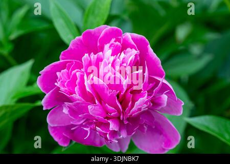 Rosa Pfingstrose in voller Blüte Stockfoto