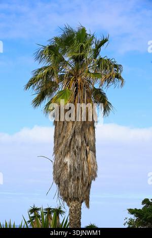 Palme mit rauem Stamm und grüner Krone gegen klaren Himmel – tropische vertikale Zusammensetzung Stockfoto