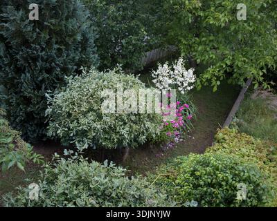 Ein malerischer Blick auf den Garten mit einer runden japanischen Weide (Salix integra), weißen Yucca-Blüten und rosa Phlox-Blüten zwischen verschiedenen grünen Ziersträuchern. Stockfoto
