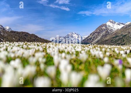 Luftaufnahme eines weißen Blumenfeldes, das zu schneebedeckten Bergen unter einem hellblauen Himmel führt, Engadin St.Moritz, Schweiz Stockfoto