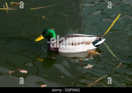 Männliche Mallard-Ente, Anas platyrhynchos, auf dem Wasser Stockfoto