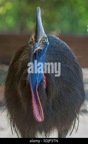 Ein Nahaufnahme-Porträt von Southern Cassowary, das sich auf den Fotografen zubewegt, mit einem gezielten Blick auf mögliche Fruchtsamen am Strand. Stockfoto
