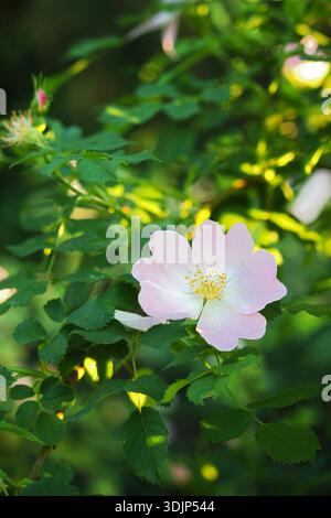 Eine Nahaufnahme einer zarten rosa Rosenblüte mit weichen Blütenblättern und hellgelben Staubblättern, umgeben von üppig grünen Blättern. Das Bild symbolisiert Schönheit Stockfoto
