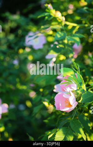 Eine Nahaufnahme einer zarten rosa Rosenblüte mit weichen Blütenblättern und hellgelben Staubblättern, umgeben von üppig grünen Blättern. Das Bild symbolisiert Schönheit Stockfoto
