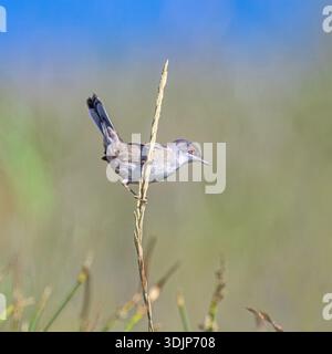Sardinischer Warbler, Curruca melanocephala, ein weiblicher Vogel, der auf einem kleinen Zweig schwebt, Korfu, Ionische Inseln, Griechenland Stockfoto