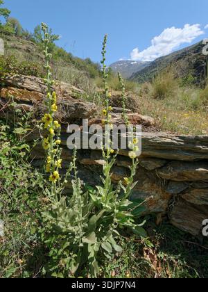 Sierra Nevada Mullein (Verbascum nevadense), endemisch in Südspanien, blüht auf einem Hügel, der Poquiera-Schlucht, im Nationalpark Sierra Nevada, Spanien. Stockfoto