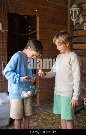 Zwei Jungen sammeln frische Bio-Eier in einem Korb in einem Hühnerhaufen einer Farm Stockfoto