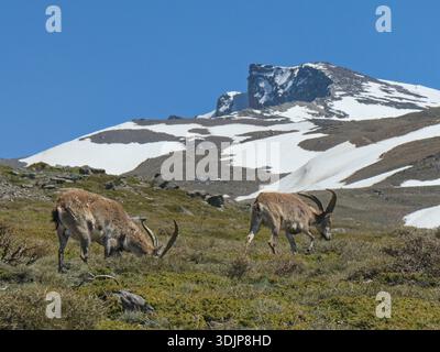 Iberischer Steinbock (Capra pyrenaica), zwei Männchen, die auf einer alpinen Wiese 2600 m unterhalb der Schneegrenze weiden, Hoya de la Mora, Sierra Nevada National Park, Granada Stockfoto