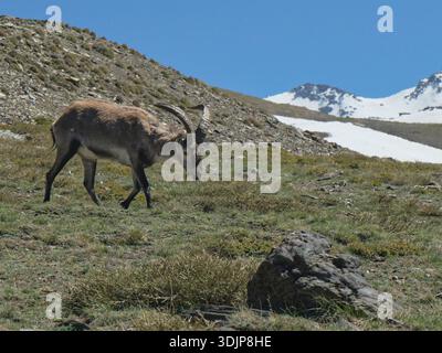 Iberischer Steinbock (Capra pyrenaica), männlich, der unter die Schneegrenze fällt, um eine Bergwiesen auf 2600 m Höhe zu beweiden, Hoya de la Mora, Nationalpark Sierra Nevada, Stockfoto