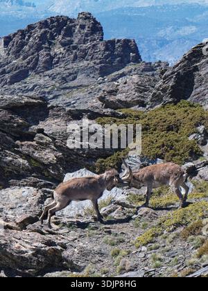 Iberischer Steinbock (Capra pyrenaica), zwei Männchen kämpfen auf einem felsigen Höhenhang, Sierra Nevada Nationalpark, Granada, Spanien, Mai. Stockfoto