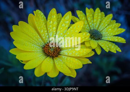 Gelbe Gänseblümchenblume mit Wassertropfen auf den Blütenblättern vor einem dunklen, verschwommenen Hintergrund Stockfoto
