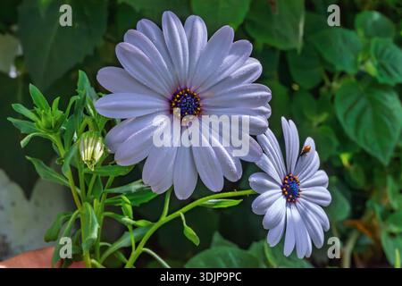 Blaue Osteospermum Gänseblümchen mit grünem Laub im Garten, Makrolavendelblätter Stockfoto