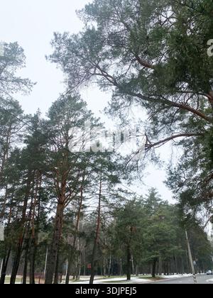 Immergrüne Bäume mit dicken Ästen säumen eine beschauliche Straße in einem nebeligen Wald und schaffen ein friedliches Ambiente unter bewölktem Himmel mit diffusem Licht Stockfoto