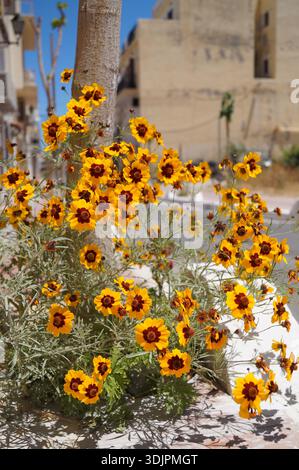 Leuchtende rosa Bougainvillea-Blumen in einer griechischen Straße. Stockfoto