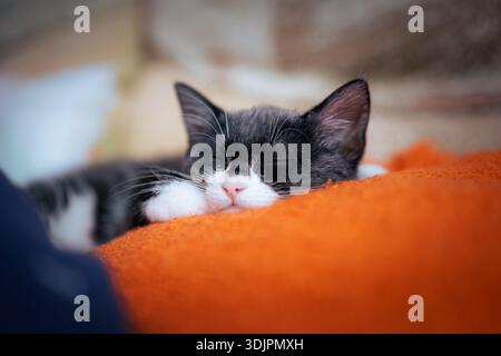 Schwarz-weißes Smoking-Tabby-Kätzchen, das auf einer leuchtend orangen Decke schläft Stockfoto