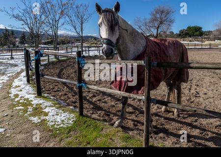 Wunderschönes weißes Pferd im Outdoor-Reitzentrum Stockfoto
