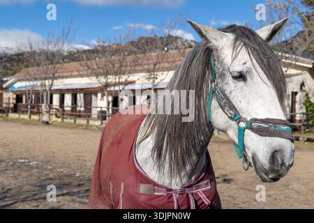 Elegantes weißes Pferd in einer Reitschule im Freien. Natürliches Tageslicht unterstreicht die Textur des Fells und die friedliche ländliche Atmosphäre. Stockfoto