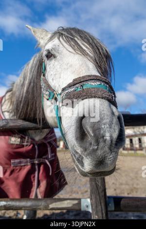 Elegantes weißes Pferd am Holzzaun Stockfoto