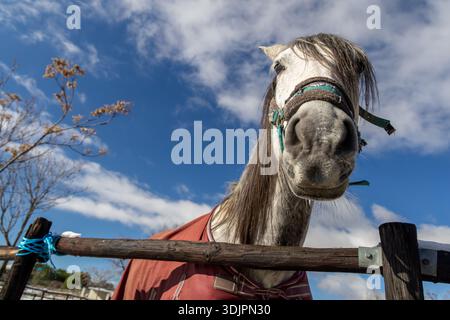 Pure White Horse in der ländlichen Reitanlage Stockfoto
