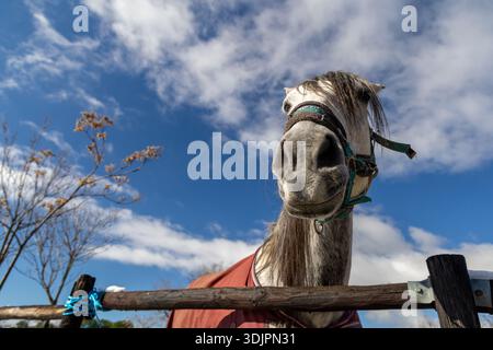 Außenbild eines weißen Pferdes in einem Reitzentrum auf dem Land. Helles Tageslicht und natürliche Umgebung des Bauernhofs. Stockfoto