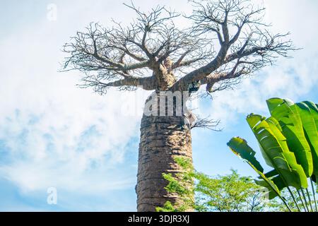 Atemberaubender Blick auf einen Baobab-Baum im Ukumarí Park, Pereira, Risaralda, Kolumbien, der die Schönheit der Natur und die Naturschutzbemühungen zeigt. Stockfoto