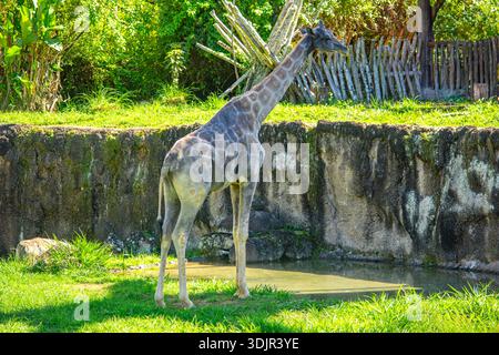 Eine majestätische Giraffe steht anmutig im Ukumarí Park, Pereira, Kolumbien, umgeben von üppigem Grün und ruhigem Wasser. Stockfoto
