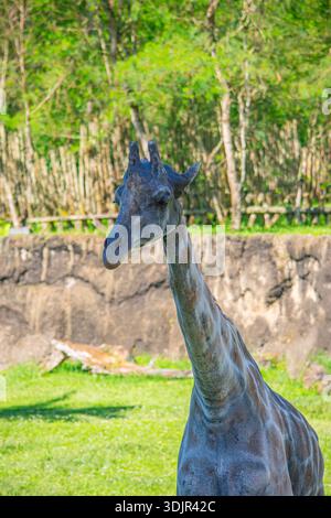 Eine majestätische Giraffe steht anmutig im Ukumarí Park, Pereira, Risaralda, Kolumbien, umgeben von üppigem Grün. Stockfoto
