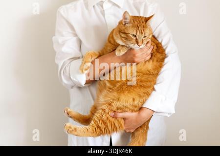 Entzückendes, fettes Ingwerkätzchen mit schönen gelben Augen in der Tierarztklinik. Weibliche Tierärztin hält in ihren Händen süße reinrassige flauschige Katze während der medizinischen c Stockfoto