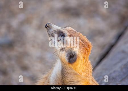 Eine Nahaufnahme eines neugierigen Erdmännchens, der nach oben im Ukumarí Park, Pereira, Risaralda, Kolumbien blickt und die Bemühungen um den Schutz der Tierwelt beleuchtet. Stockfoto